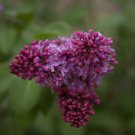 Asclepias purpurascens Purple Milkweed 30 PCS Seeds