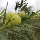 Asclepias Physocarpa Bonsai Balloon Flower 10 PCS Seeds