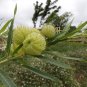 Asclepias Physocarpa Bonsai Balloon Flower 10 PCS Seeds