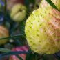 Asclepias Physocarpa Bonsai Balloon Flower 10 PCS Seeds