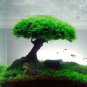 Aquatic Grass Colorful Underwater Moss Aquarium Pot Plant Indoor 500 PCS Seeds