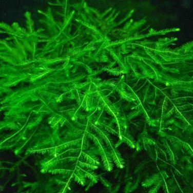 Aquarium Plant Fish Tank Moss Fern Aquatic 1000 PCS Seeds