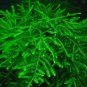 Aquarium Plant Fish Tank Moss Fern Aquatic 1000 PCS Seeds