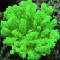 Aquarium Plant Fish Tank Moss Fern Aquatic 1000 PCS Seeds