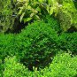 Aquarium Plant Fish Tank Moss Fern Aquatic 1000 PCS Seeds