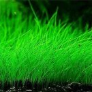 Aquarium Grass Water Aquatic Plant 1000 PCS Seeds Aquarium Grass Water Aquatic Plant 1000 PCS Seeds