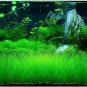 Aquarium Grass Water Aquatic Plant 1000 PCS Seeds