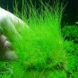 Aquarium Grass Water Aquatic Plant 1000 PCS Seeds