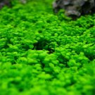Aquarium Grass Aquatic Fish Tank Decor Water Plants 1000 PCS Seeds Aquarium Grass Aquatic Fish Tank Decor Water Plants 1000 PCS Seeds