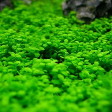 Aquarium Grass Aquatic Fish Tank Decor Water Plants 1000 PCS Seeds
