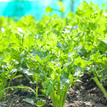 Apium Graveolens Red Stem Celery Vegetable Hybrid 30 PCS Seeds