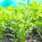 Apium Graveolens Red Stem Celery Vegetable Hybrid 30 PCS Seeds