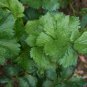 Apium Graveolens Red Stem Celery Vegetable Hybrid 30 PCS Seeds