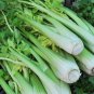 Apium Graveolens Red Stem Celery Vegetable Hybrid 30 PCS Seeds