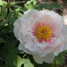 ao Huang' Peony 5 PCS Seeds