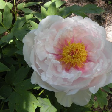 ao Huang' Peony 5 PCS Seeds