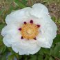 ao Huang' Peony 5 PCS Seeds