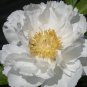 ao Huang' Peony 5 PCS Seeds