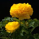 Anunculus asiaticus Flower 100 PCS Seeds Anunculus asiaticus Flower 100 PCS Seeds
