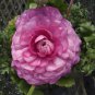 Anunculus asiaticus Flower 100 PCS Seeds
