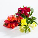 Antirrhinum 'Trailing Mix' Annual Bedding Plant 100 PCS Seeds Antirrhinum 'Trailing Mix' Annual Bedding Plant 100 PCS Seeds