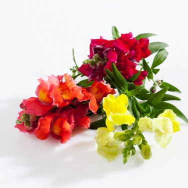 Antirrhinum 'Trailing Mix' Annual Bedding Plant 100 PCS Seeds