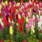 Antirrhinum 'Trailing Mix' Annual Bedding Plant 100 PCS Seeds