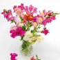 Antirrhinum 'Trailing Mix' Annual Bedding Plant 100 PCS Seeds
