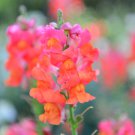 Antirrhinum Snapdragon Bonsai Jardin Fragrant Dwarf Potted Flower 200 PCS Seeds Antirrhinum Snapdragon Bonsai Jardin Fragrant Dwarf Potted Flower 200 PCS Seeds