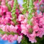 Antirrhinum Snapdragon Bonsai Jardin Fragrant Dwarf Potted Flower 200 PCS Seeds