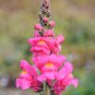 Antirrhinum Snapdragon Bonsai Jardin Fragrant Dwarf Potted Flower 200 PCS Seeds