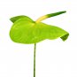 Anthurium Green Light Pinkish Bicolor Flowers 100 PCS Seeds