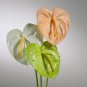 Anthurium Green Light Pinkish Bicolor Flowers 100 PCS Seeds
