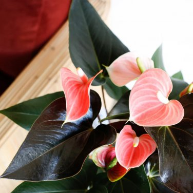 Anthurium Plants Bonsai Flower Blue Anthurium Plant Balcony Pot 100 PCS Seeds