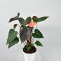 Anthurium Plants Bonsai Flower Blue Anthurium Plant Balcony Pot 100 PCS Seeds