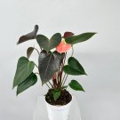 Anthurium Plants Beautiful Rainbow Anthurium Garden Flowers 50 PCS Seeds