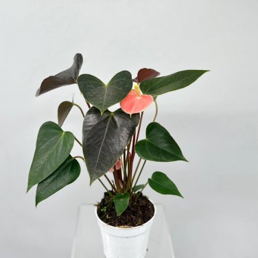 Anthurium Plants Beautiful Rainbow Anthurium Garden Flowers 50 PCS Seeds