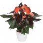 Anthurium Plants Beautiful Rainbow Anthurium Garden Flowers 50 PCS Seeds