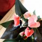 Anthurium Plants Beautiful Rainbow Anthurium Garden Flowers 50 PCS Seeds