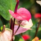 Anthurium Light Pink Flowers 100 PCS Seeds