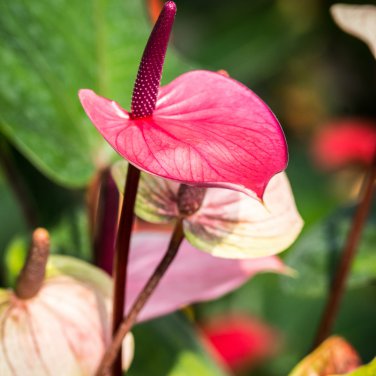 Anthurium Light Pink Flowers 100 PCS Seeds