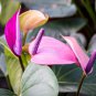 Anthurium Light Pink Flowers 100 PCS Seeds