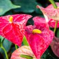 Anthurium Light Pink Flowers 100 PCS Seeds