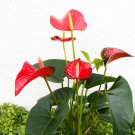 Anthurium Flower Mixed Light Purple Black Red Pink Flowers 100 PCS Seeds Anthurium Flower Mixed Light Purple Black Red Pink Flowers 100 PCS Seeds