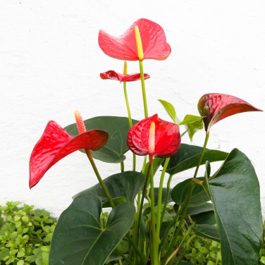 Anthurium Flower Mixed Light Purple Black Red Pink Flowers 100 PCS Seeds