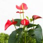 Anthurium Flower Mixed Light Purple Black Red Pink Flowers 100 PCS Seeds