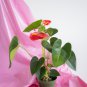 Anthurium Flower Mixed Light Purple Black Red Pink Flowers 100 PCS Seeds