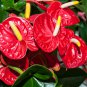Anthurium Flower Mixed Light Purple Black Red Pink Flowers 100 PCS Seeds