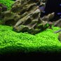Aquarium Glossostigma Hemianthus Callitrichoides Water Grass Mini 500 PCS Seeds