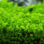 Aquarium Glossostigma Hemianthus Callitrichoides Water Grass Mini 500 PCS Seeds